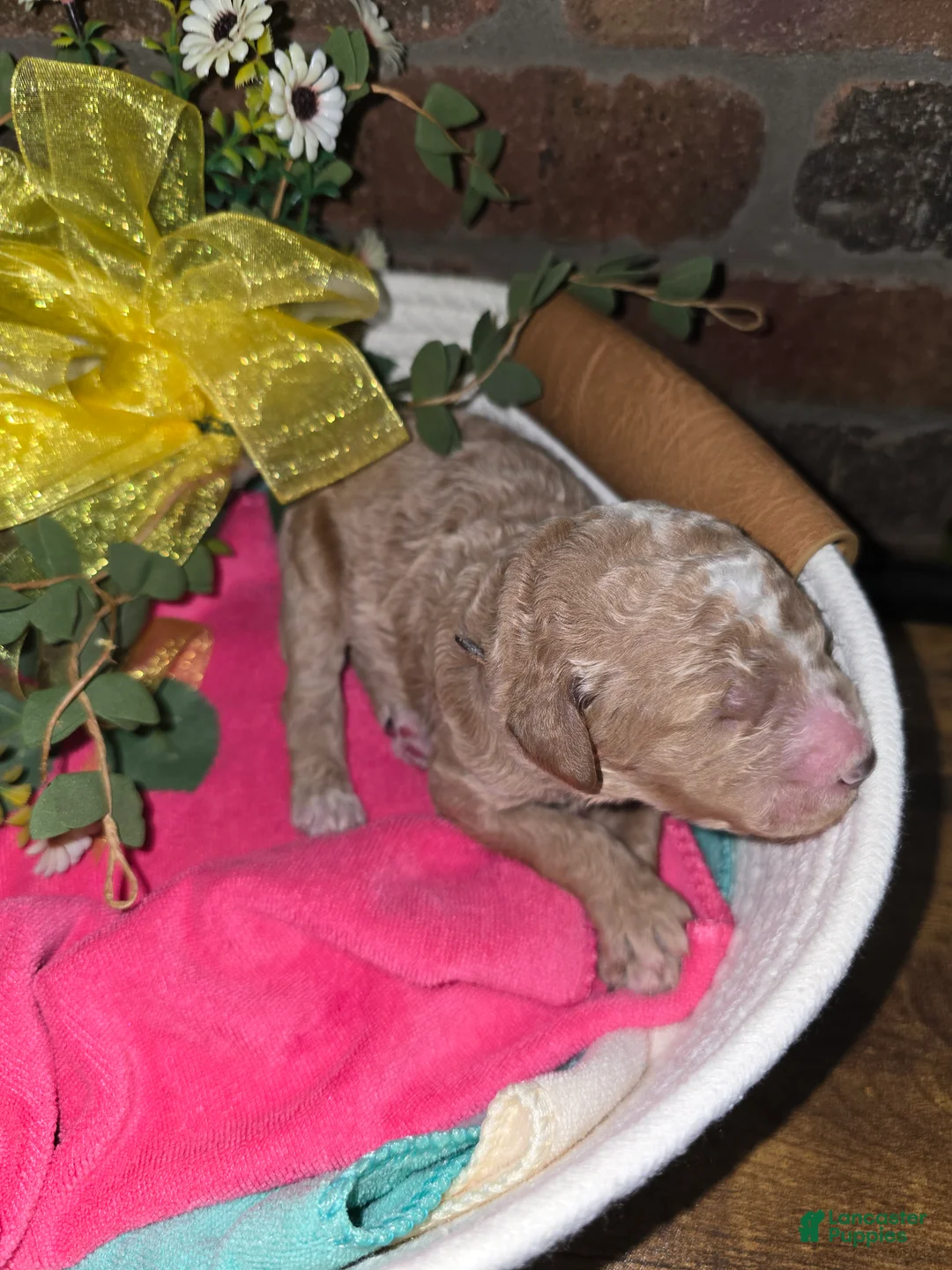 Goldendoodle dogs for sale: Goldendoodle Puppy 4 - Ad 2