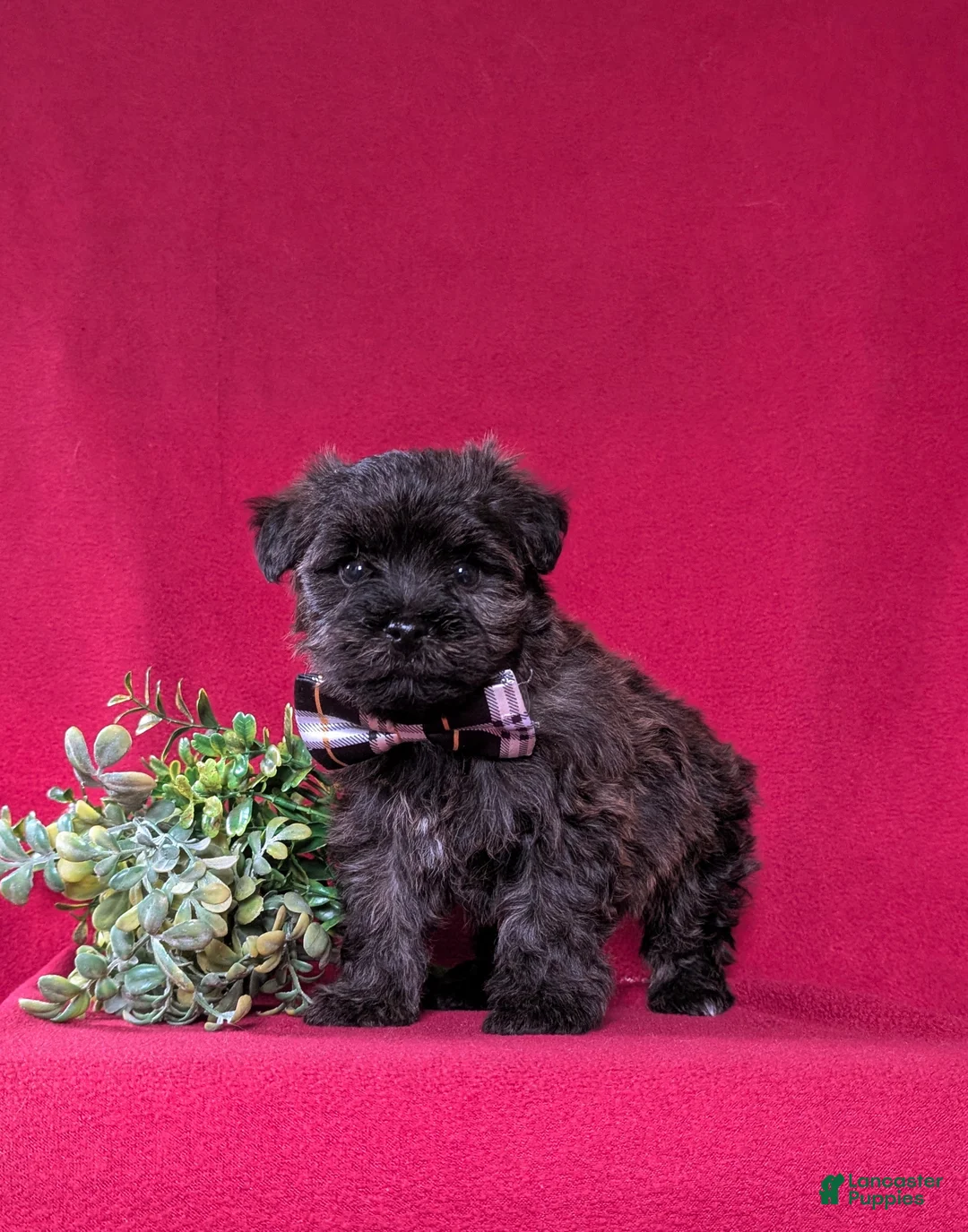 Yorkiepoo dogs for sale: Grady - Ad 2