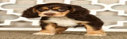 Cocker Spaniel dogs for sale: Thomas - Ad 3