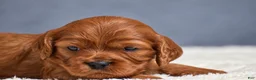 Cavapoo dogs for sale: Fiona - Ad 10