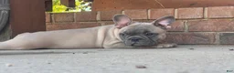 French Bulldog dogs for sale: Hank - Ad 3