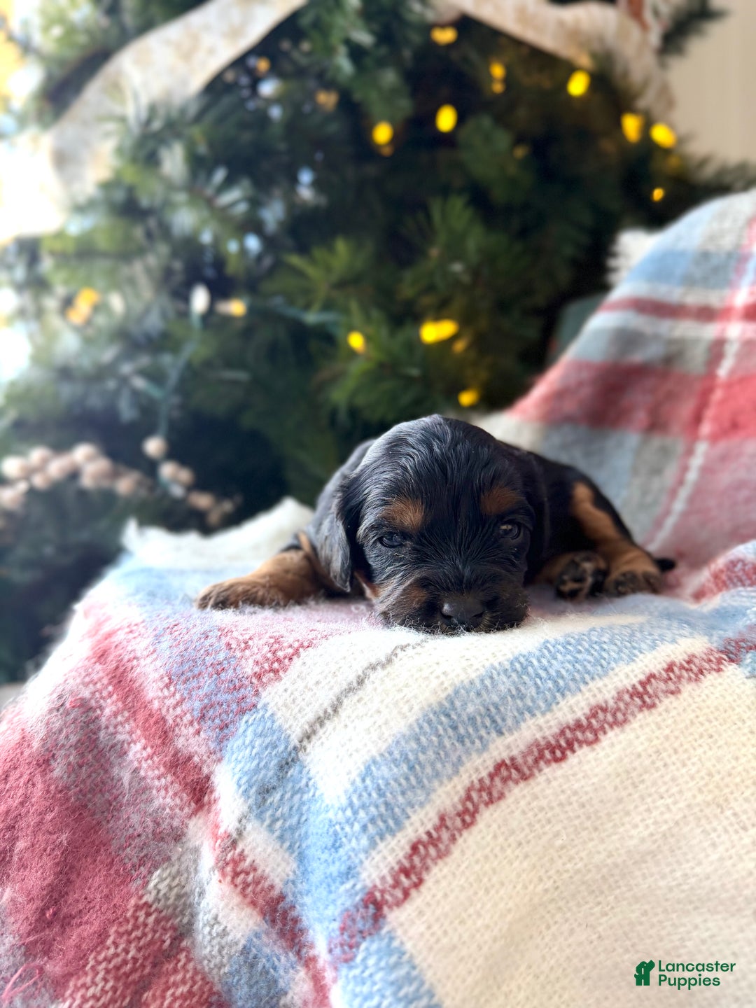 Cavapoo dogs for sale: Crimson - Ad 4