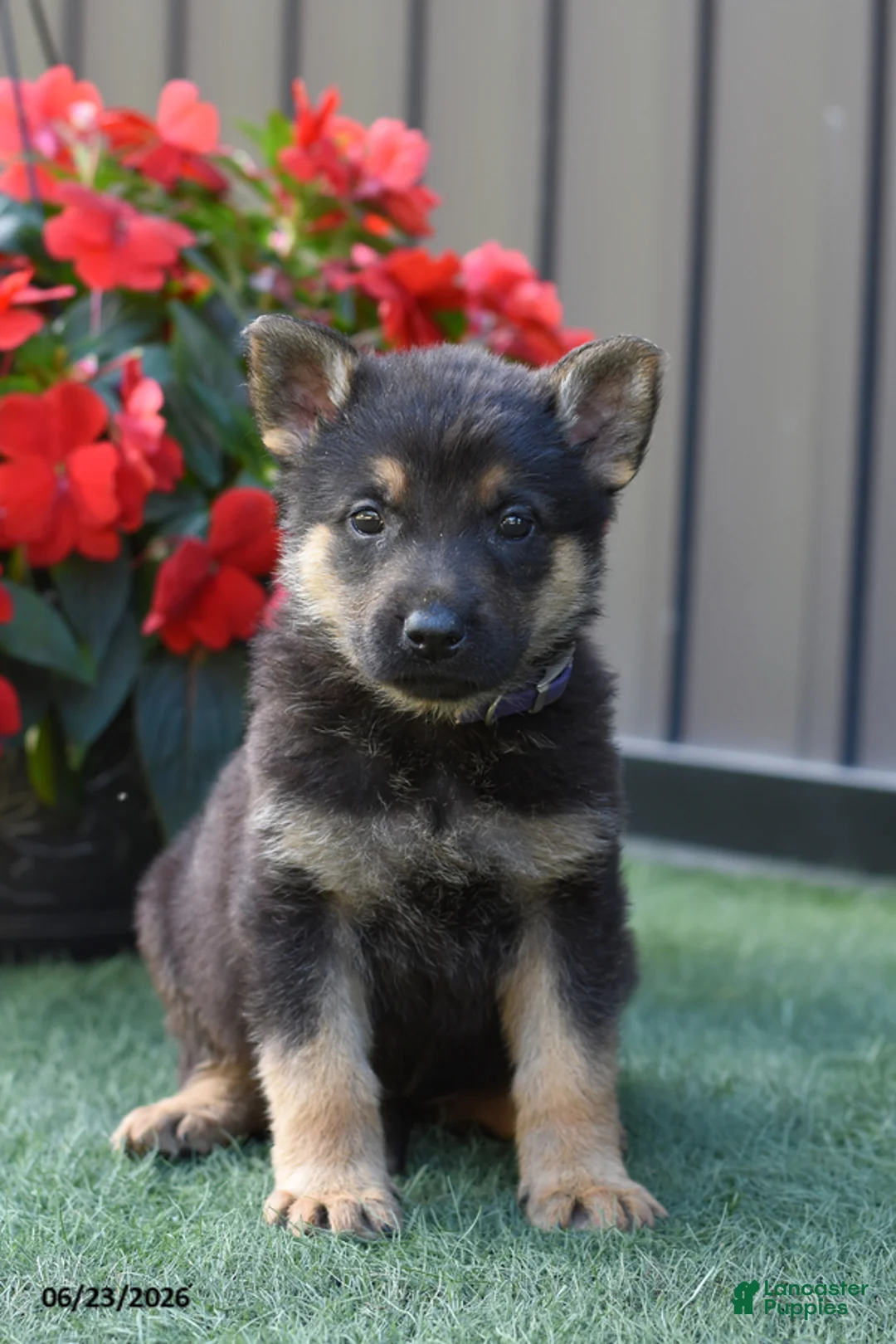 German Shepherd dogs for sale: Aspen - Ad 1