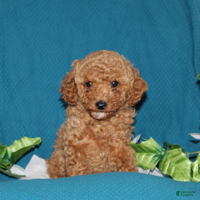 Mini Goldendoodle dogs Timmy - Ad 2