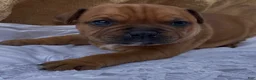 Staffordshire Bull Terrier dogs for sale: Tella - Ad 5