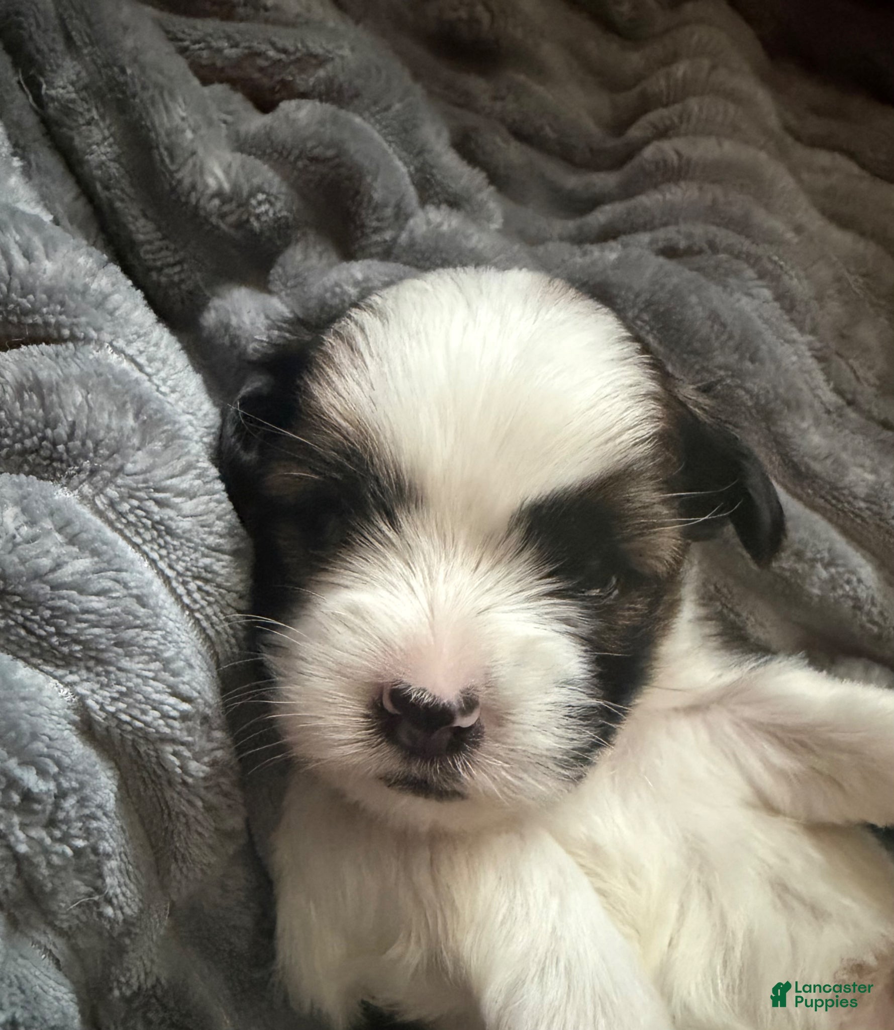 Shorkie dogs Shorkie Puppy 2 - Ad 30