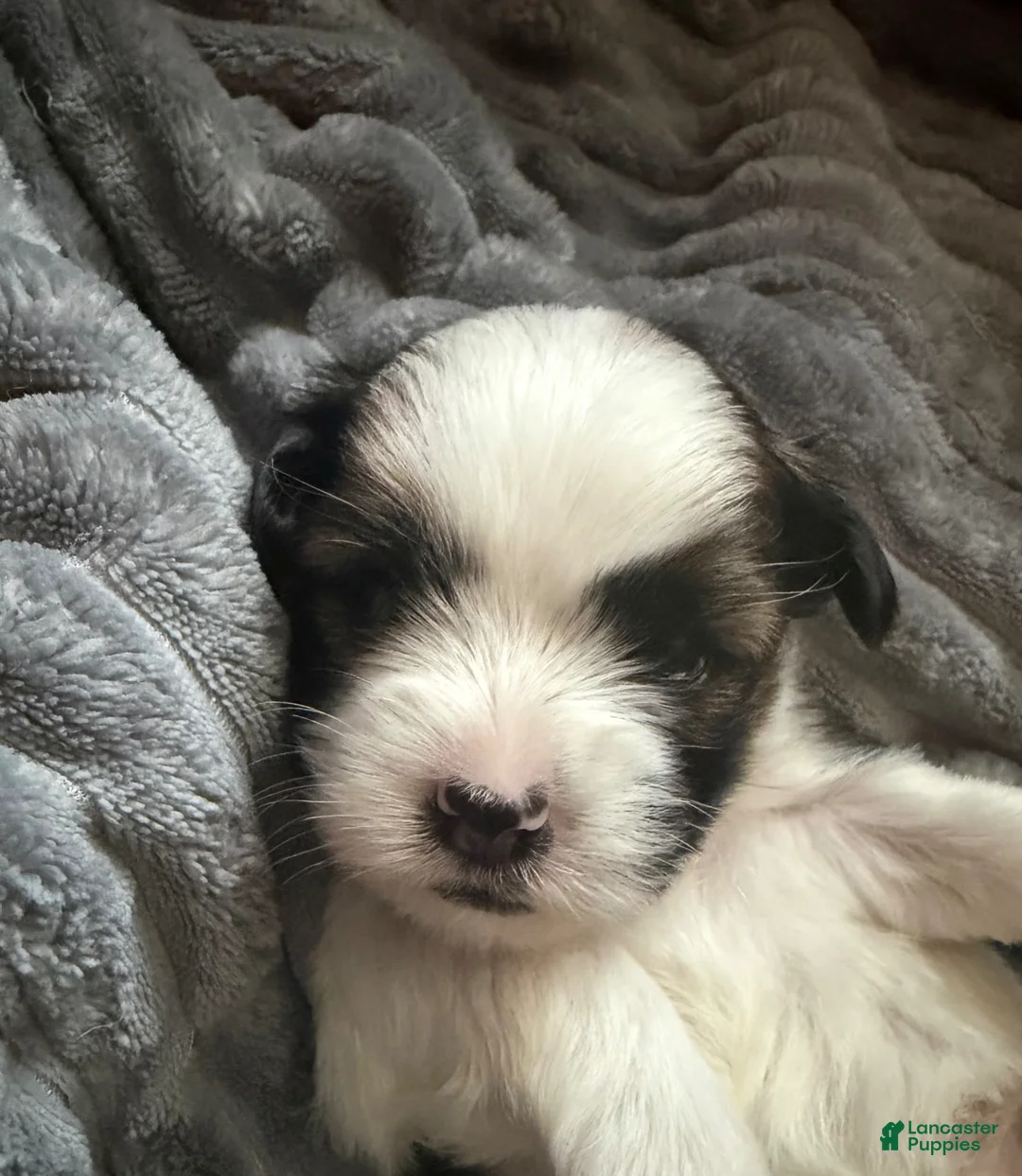 Shorkie dogs for sale: Shorkie Puppy 2 - Ad 1