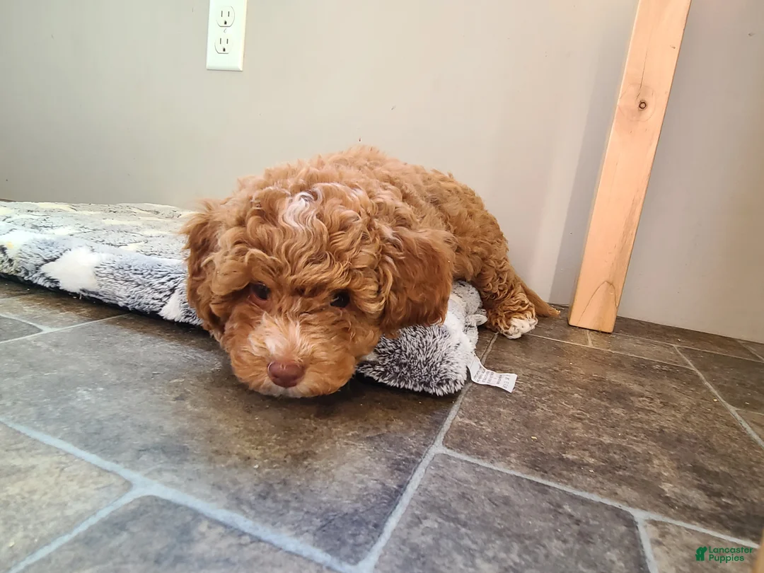 Miniature Poodle dogs for sale: Miniature Poodle Puppy 2 - Ad 1