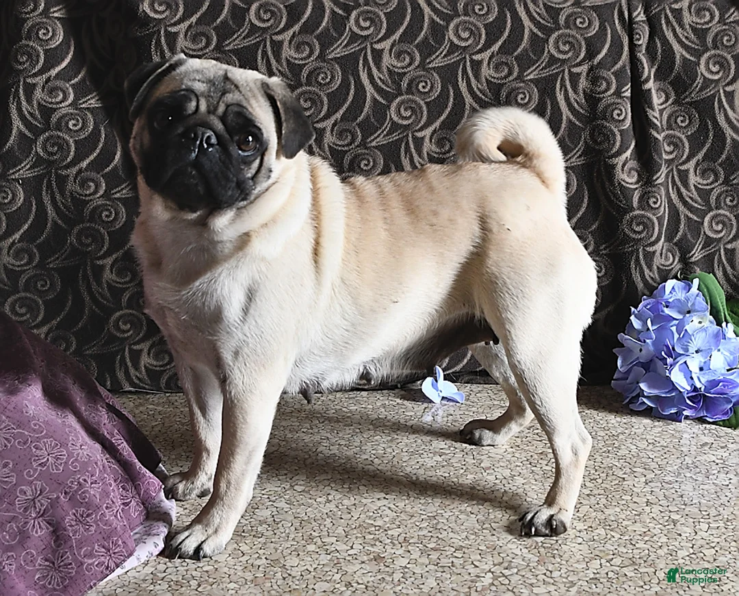 Pug dogs for sale: Cedric - Ad 6