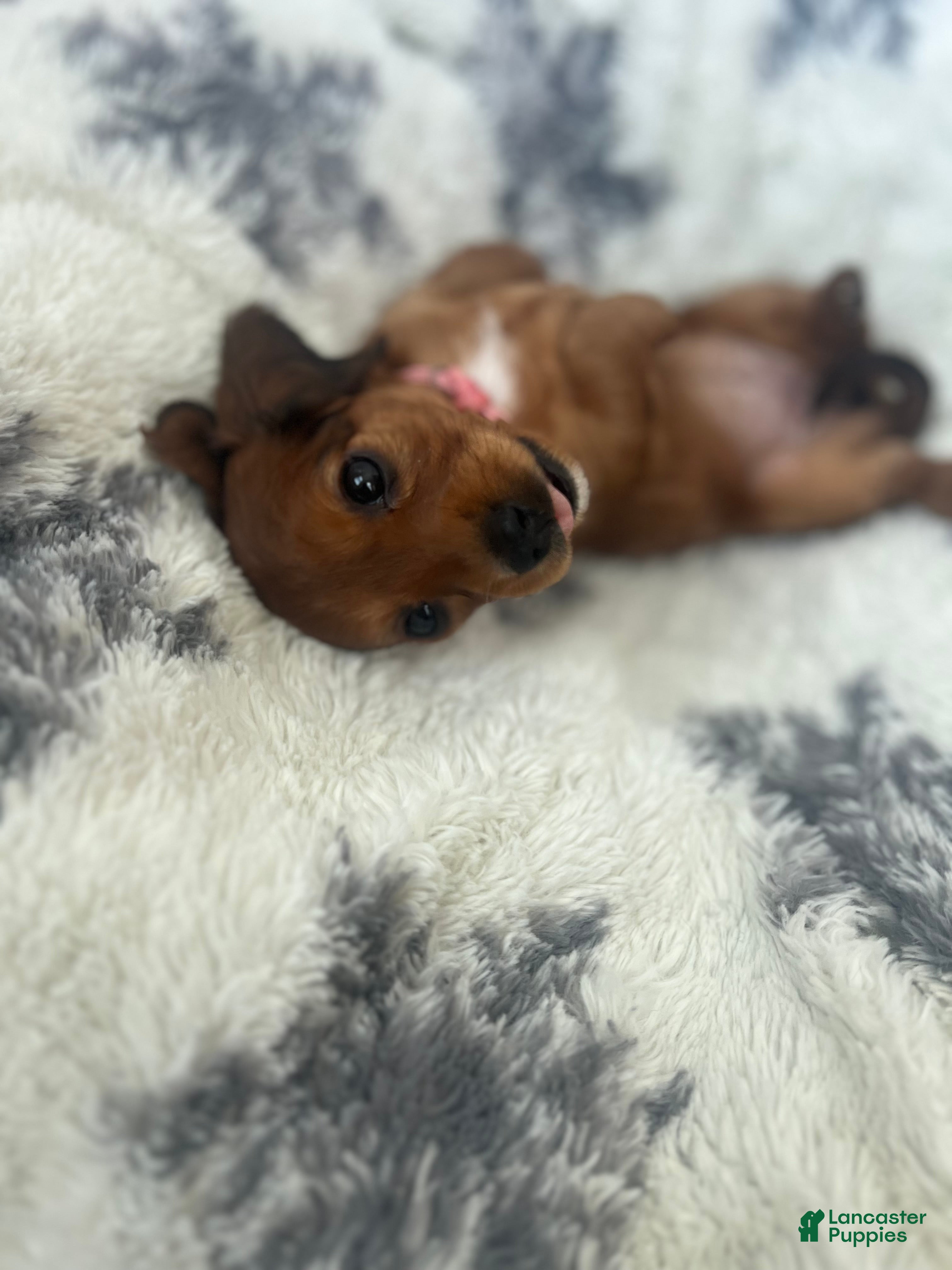 Miniature Dachshund dogs Lilly - Ad 2