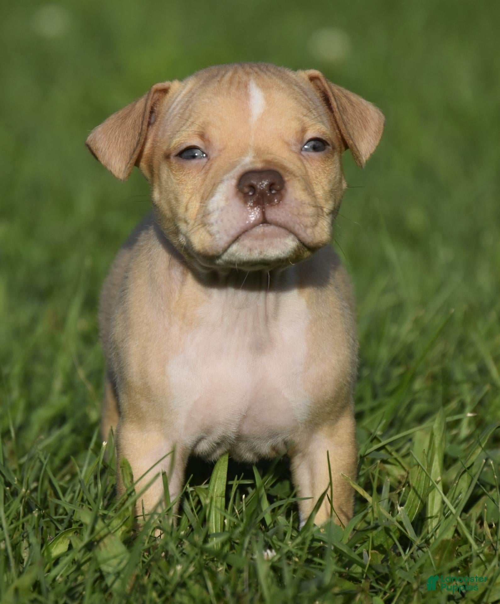 American Bully dogs American Bully 3 - Ad 2