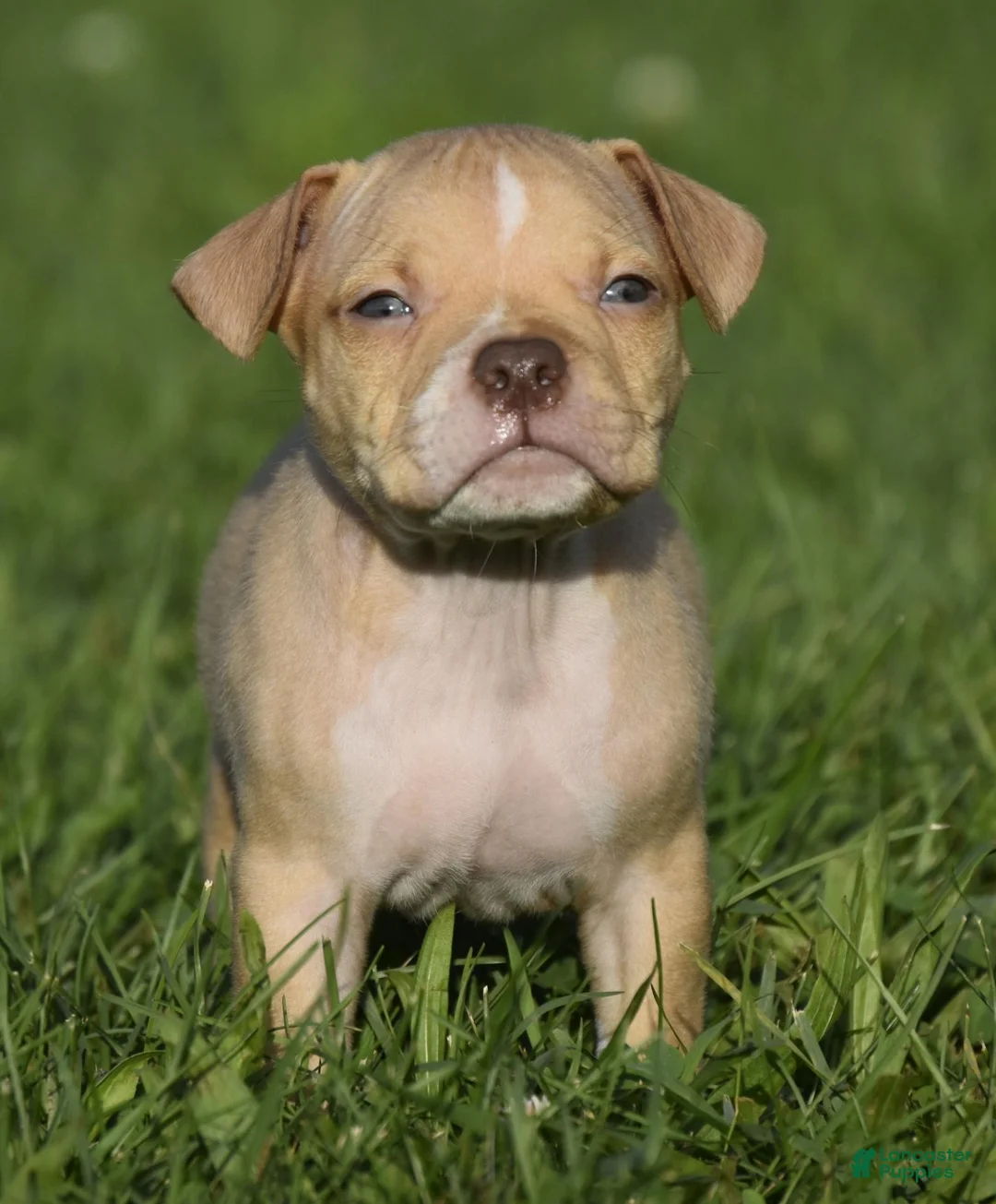 American Bully dogs for sale: American Bully 5 - Ad 1