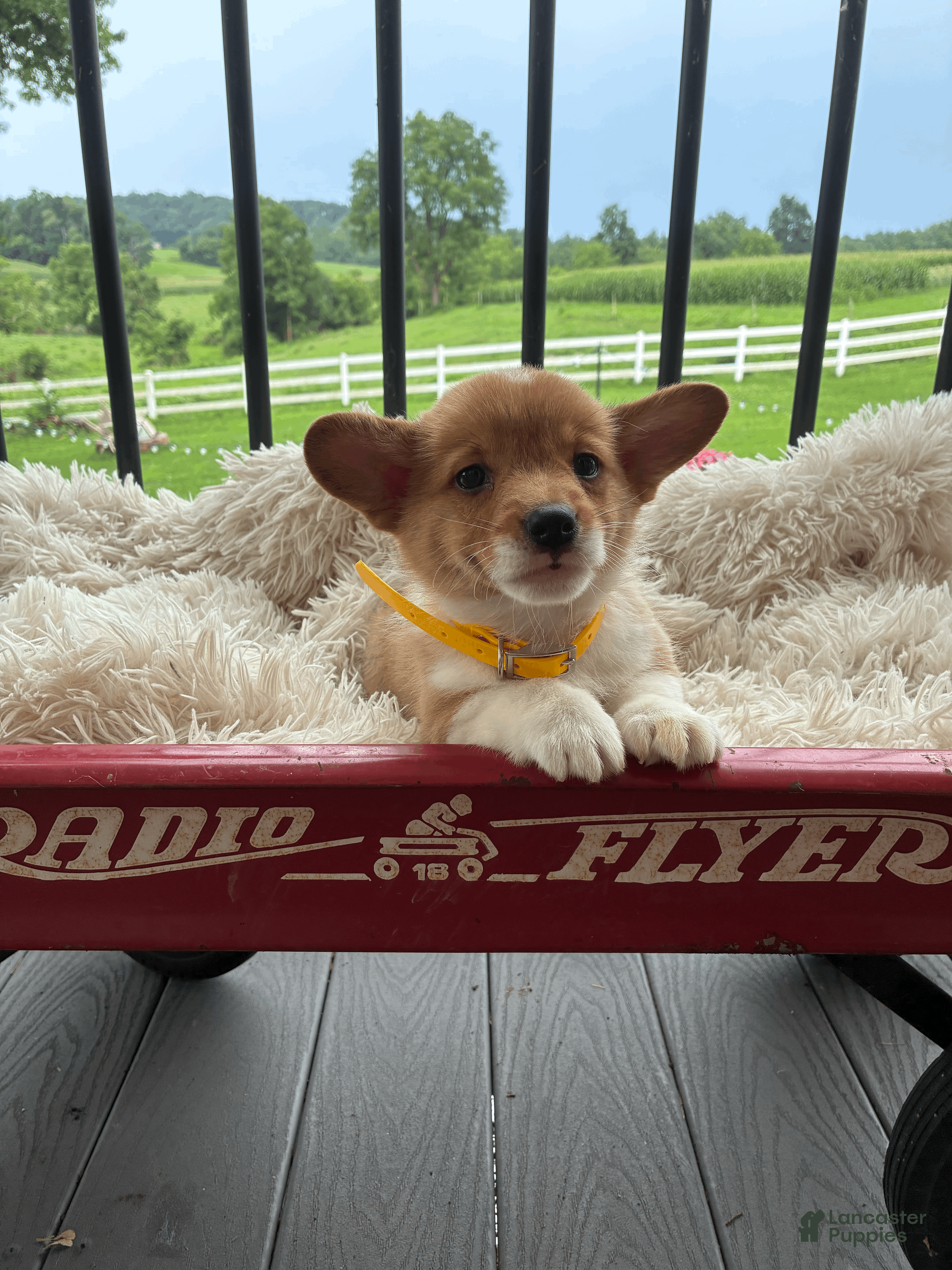 Welsh Corgi Pembroke dogs Benji - Ad 1