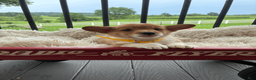 Welsh Corgi Pembroke dogs for sale: Benji - Ad 1