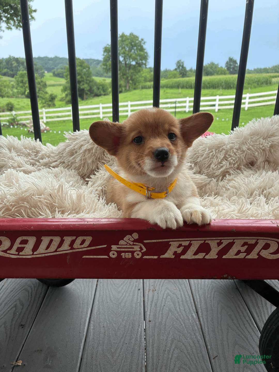 Welsh Corgi Pembroke dogs for sale: Benji - Ad 1