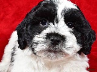 Teddy Bear dogs - Ad 37