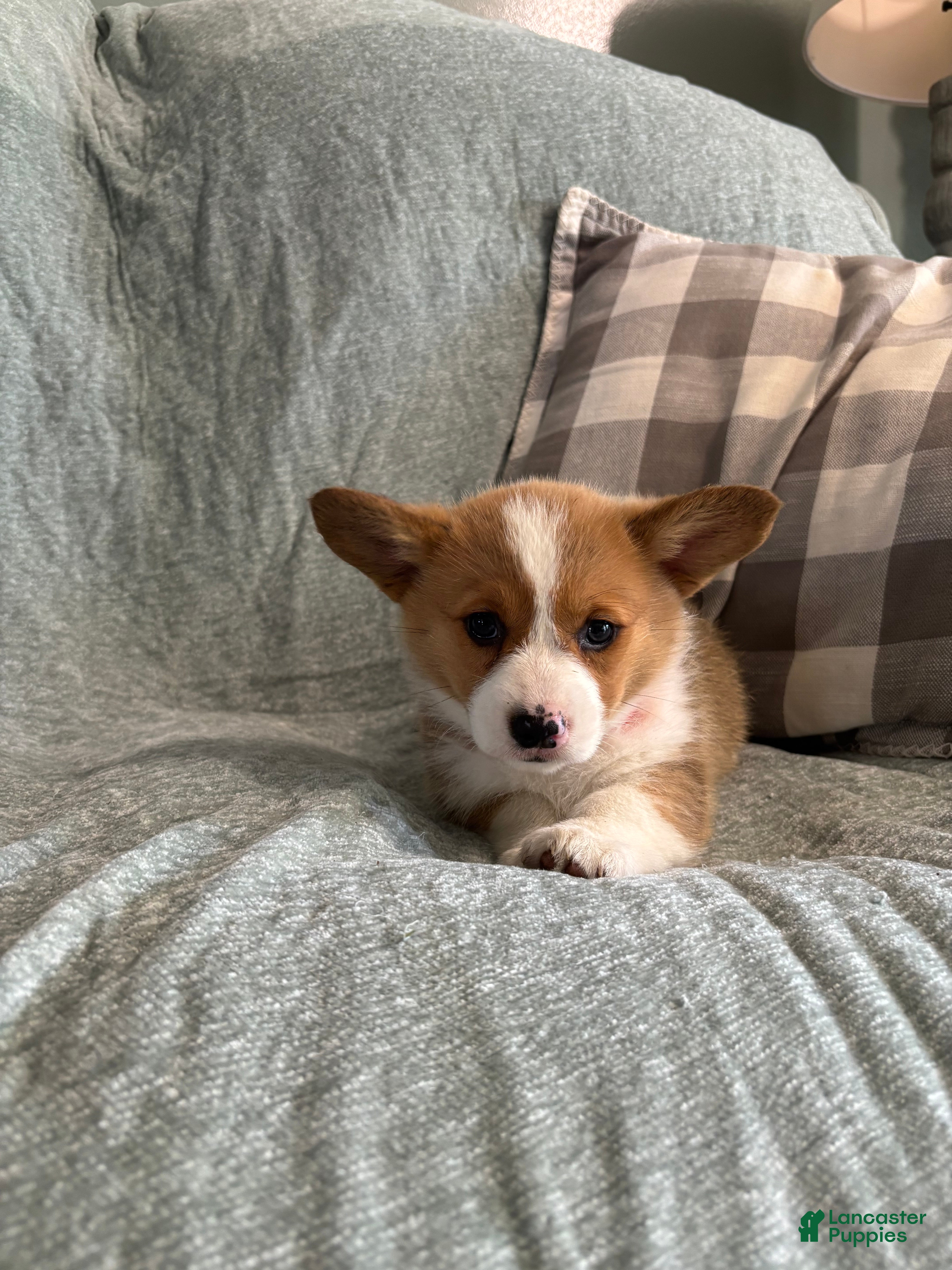 Welsh Corgi Pembroke dogs Welsh Corgi Pembroke 4 - Ad 2
