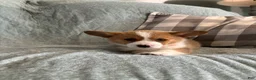 Welsh Corgi Pembroke dogs for sale: Welsh Corgi Pembroke 4 - Ad 2