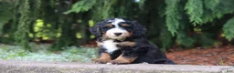 Mini Bernedoodle dogs for sale: Teddy - Ad 7