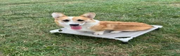 Welsh Corgi Pembroke dogs for sale: Johnny Welsh Corgi Pembroke Puppy leash and crate trained - Ad 4