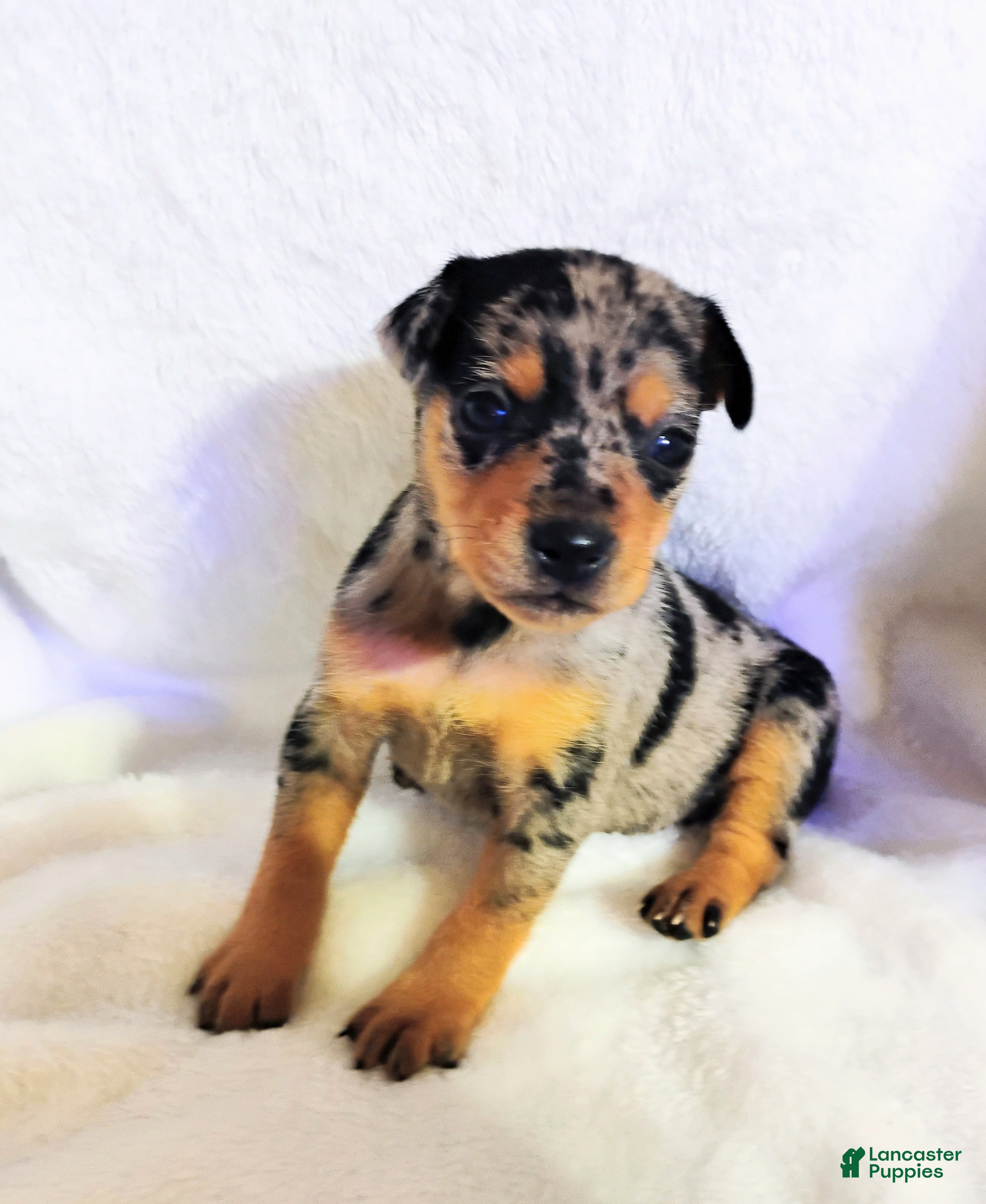 Miniature Pinscher dogs Payroll - HPA registerable  - Ad 1