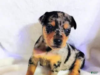 Miniature Pinscher dogs Payroll - HPA registerable - Ad 8