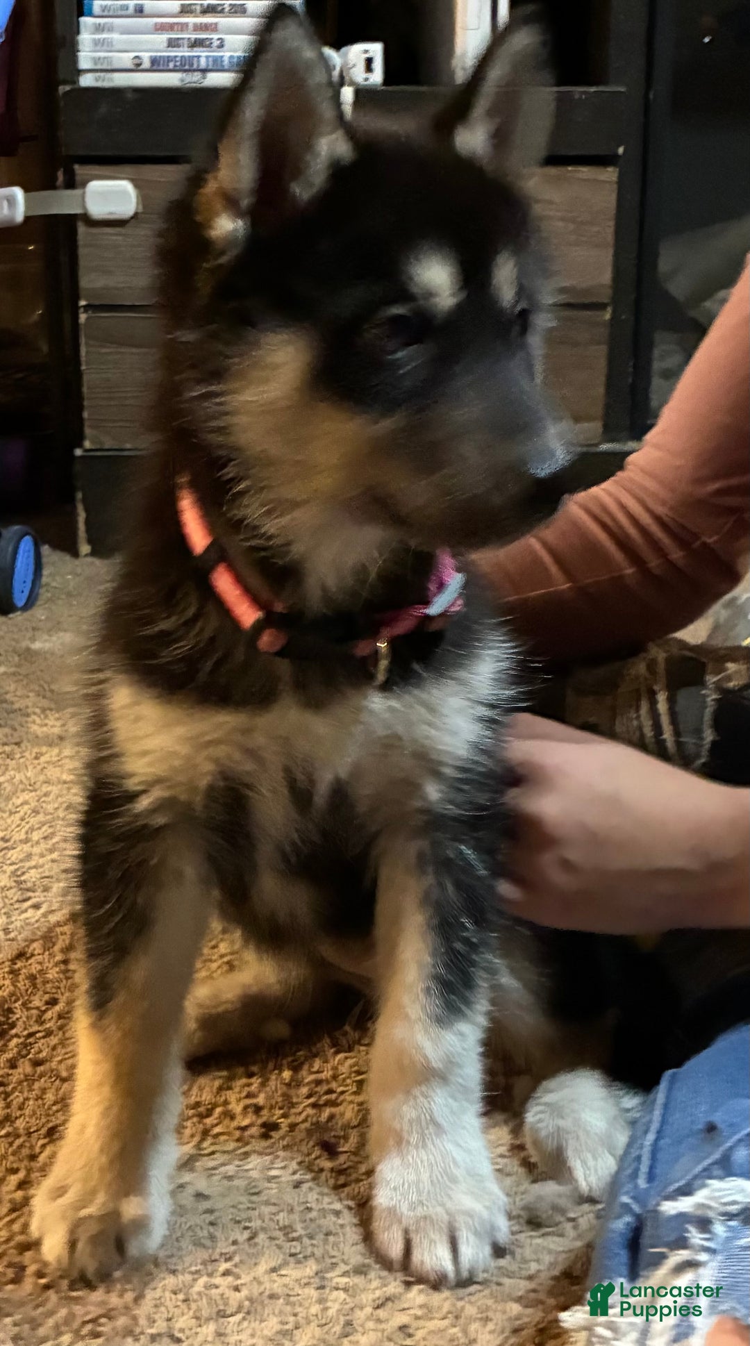 Siberian Husky dogs for sale: Siberian Husky Puppy 2 - Ad 4