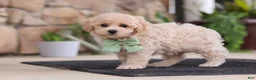 Maltipoo dogs for sale: Karl - Ad 3
