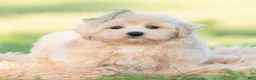 Maltipoo dogs for sale: banks - Ad 6