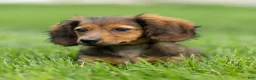 Miniature Dachshund dogs for sale: Marie Miniature Dachshund  - Ad 8