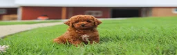 Miniature Poodle dogs for sale: Finn - Ad 9