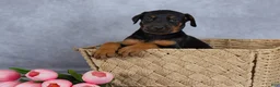 Mixed Breed dogs for sale: Reba - Ad 3