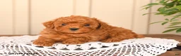 Toy Poodle dogs for sale: Twinkle - Ad 2