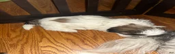 Shih Tzu dogs for sale: Shih Tzu 3 - Ad 3