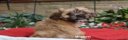 Mixed Breed dogs for sale: Nash - Ad 4