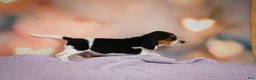 Beagle dogs for sale: OTTO - Ad 14