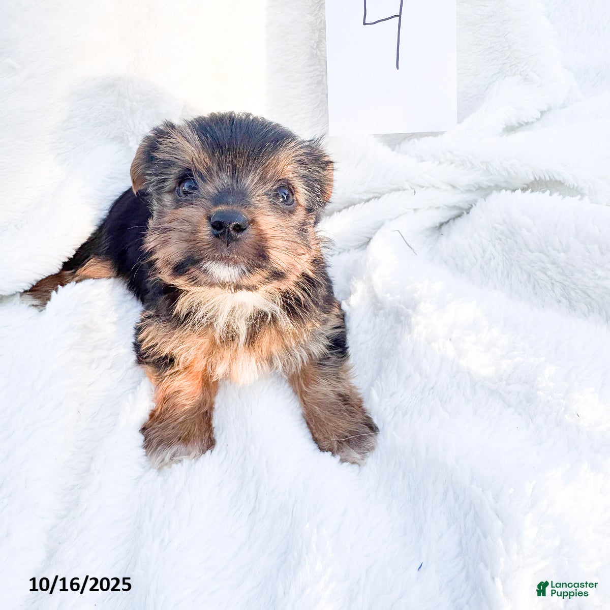 Yorkshire Terrier dogs Teddy - Ad 19