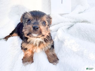 Yorkshire Terrier dogs Teddy - Ad 32