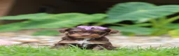 Yorkiepoo dogs for sale: Bon Bon - Ad 7