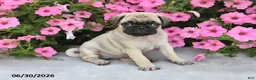 Pug dogs for sale: Wendy - Ad 3
