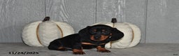 Miniature Dachshund dogs for sale: Sara  - Ad 4