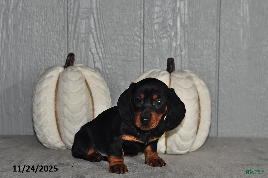 Miniature Dachshund dogs for sale: Sara  - Ad 4