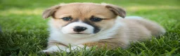Welsh Corgi Pembroke dogs for sale: Ripley - Ad 8