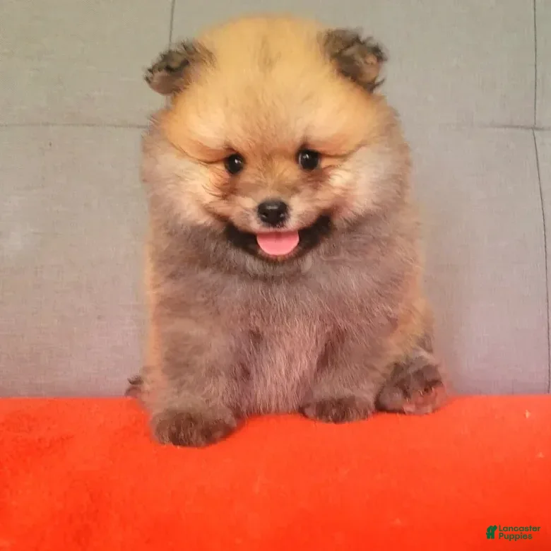 Pomeranian dogs Pomeranian 6 - Ad 29