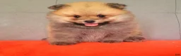 Pomeranian dogs for sale: Pomeranian 6 - Ad 1