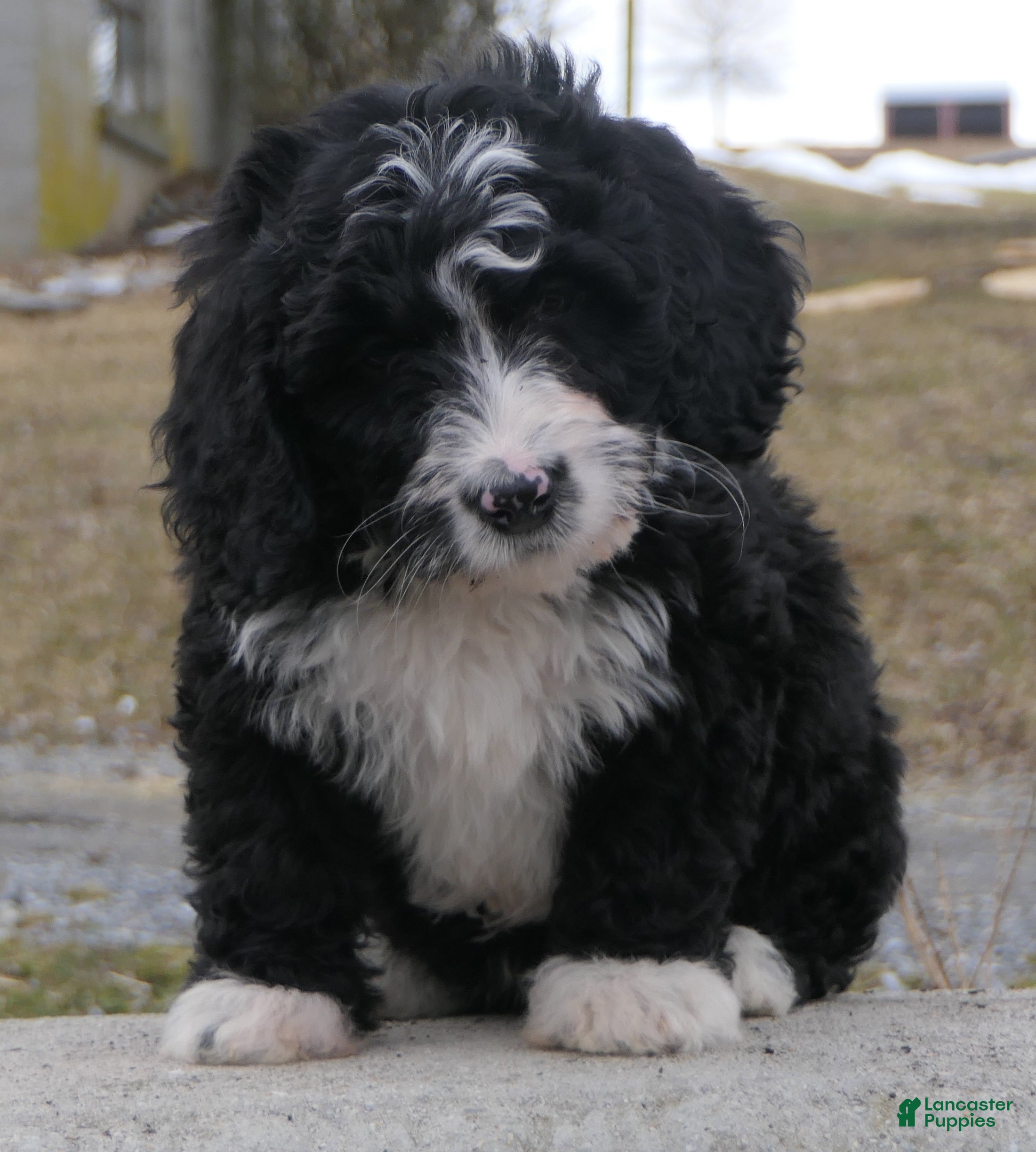 Mini Bernedoodle dogs Mini Bernedoodle Dolly - Ad 2