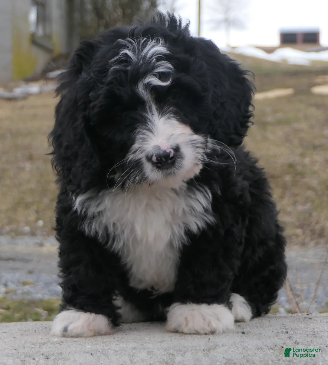 Mini Bernedoodle dogs for sale: Mini Bernedoodle Dolly - Ad 2