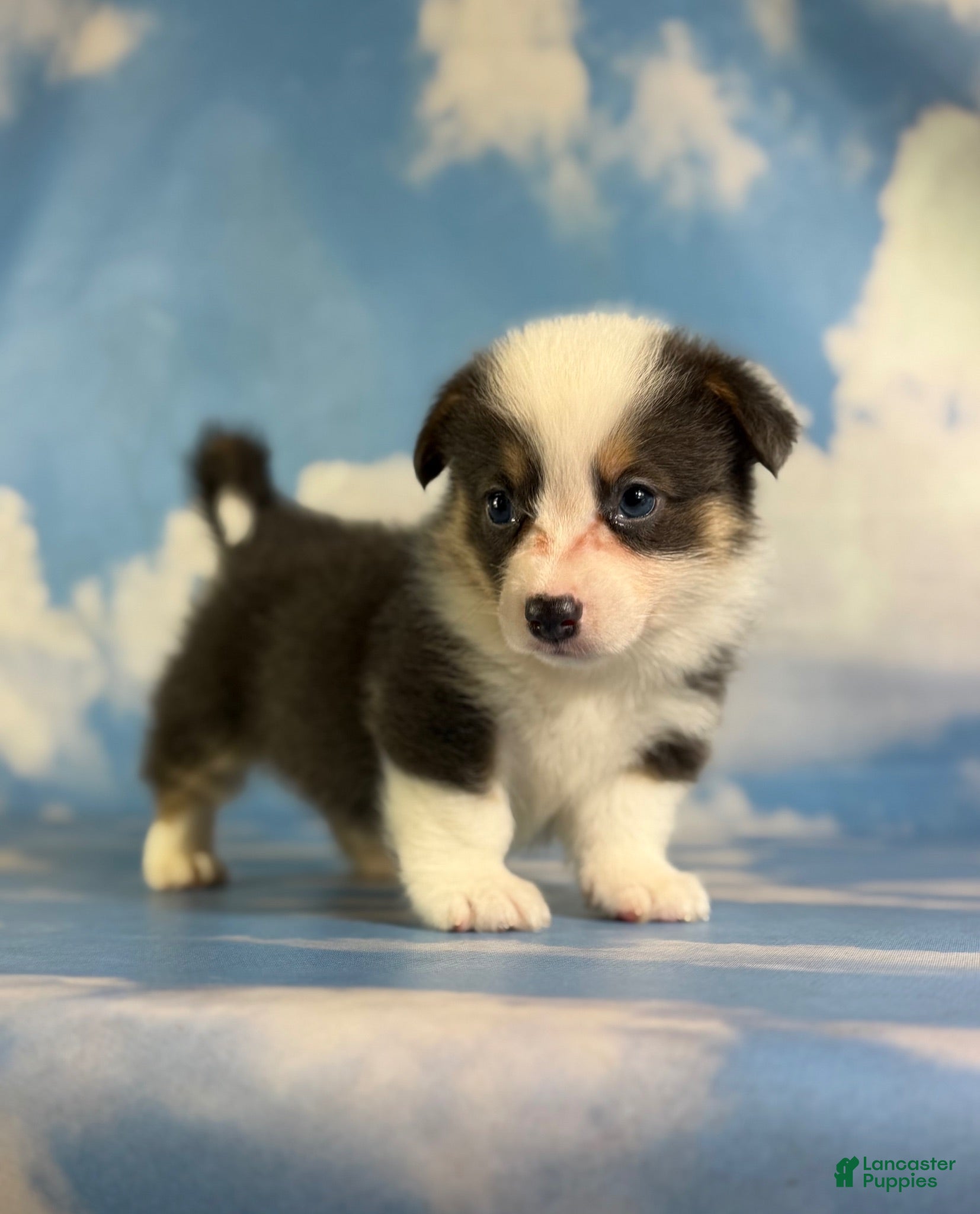 Welsh Corgi Pembroke dogs ACA Duke Bluie with full tail and fluffy carrier triple clear - Ad 1