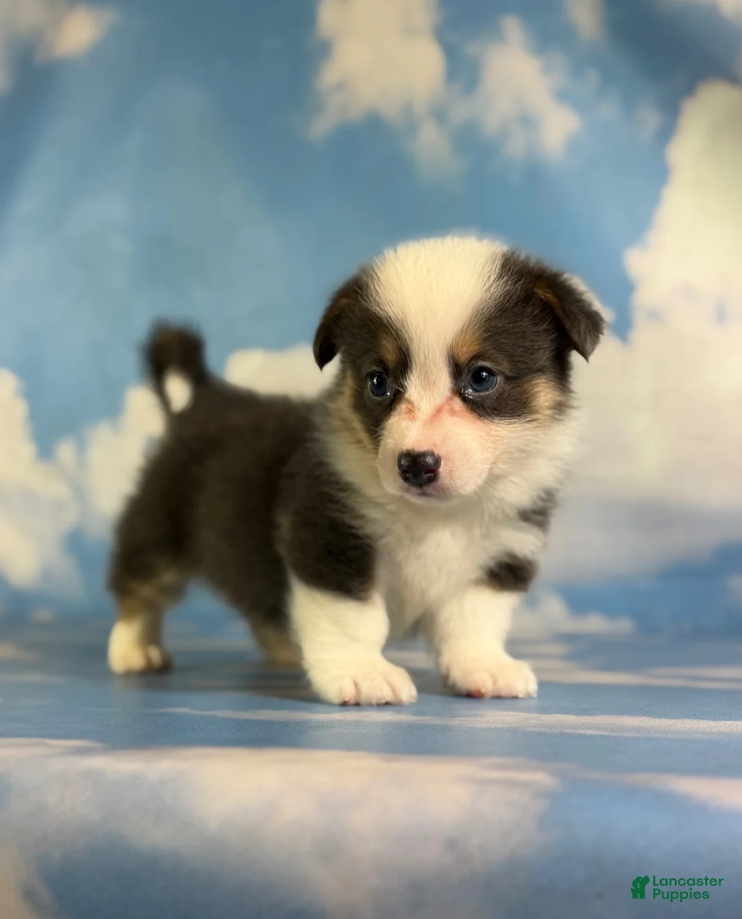 Welsh Corgi Pembroke dogs for sale: ACA Duke Bluie with full tail and fluffy carrier triple clear - Ad 1