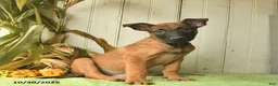 Belgian Malinois dogs for sale: Pablo  - Ad 16